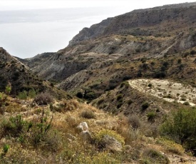 213 Pissouri Vines